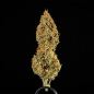 Preview: Samen 3x Medusa F1 Automatik Royalqueenseeds